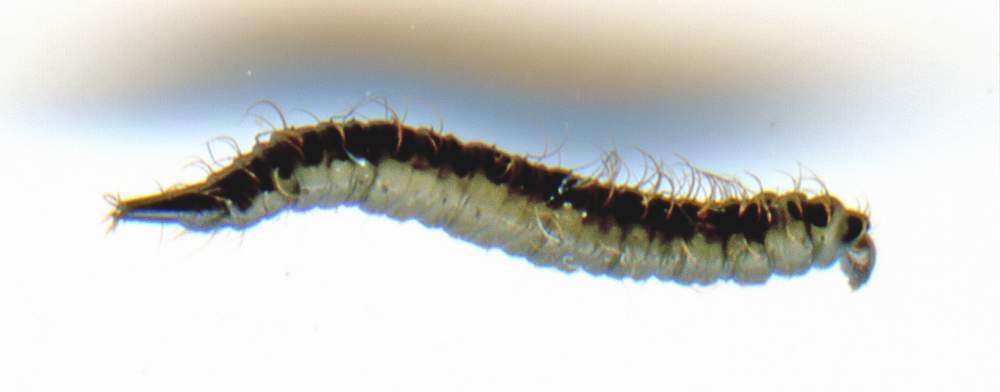 larva da determinare